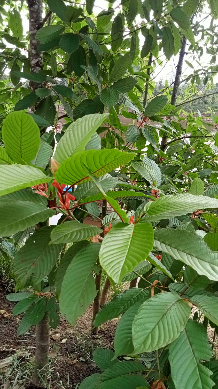 Große grüne Blätter eines Kratombaums mit deutlich sichtbaren Blattnerven