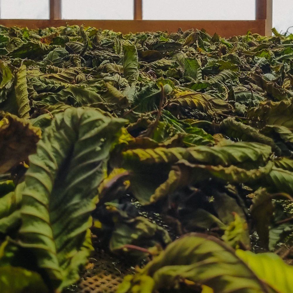 Getrocknete Kratomblätter und Trocknungsprozess Ausgebreitetes tropisches Blattmaterial als allgemeine Illustration einer Kratomblatt-Trocknung