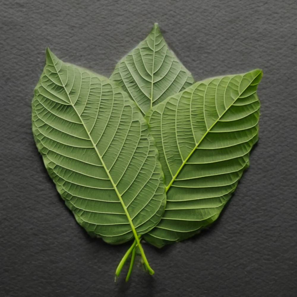 Kratomblatt-Unterseite mit Mittelrippe und Seitenadern Unterseiten grüner Kratomblätter mit deutlich sichtbarer Blattaderung